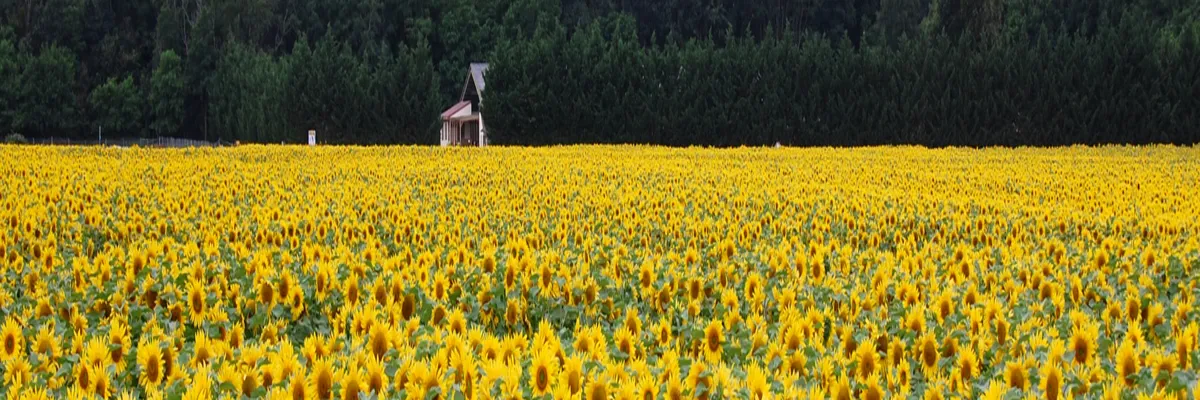 image-rencontre-femme-noire-centre-val-de-loire.webp Image Rencontre femme noire Centre-Val de Loire