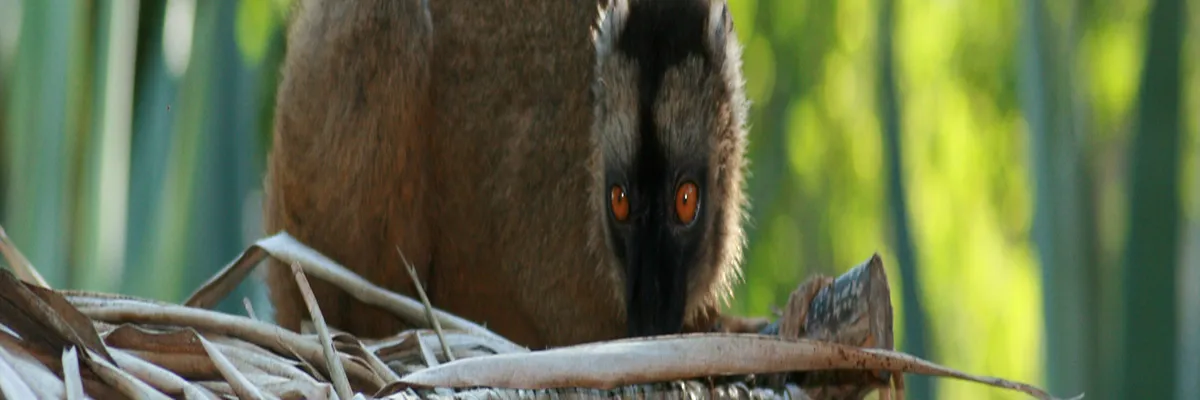 image-rencontre-femme-noire-mayotte.webp Image Rencontre femme noire Mayotte